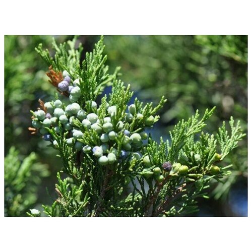 Можжевельник Виргинский (лат. Juniperus virginiana) семена 20шт