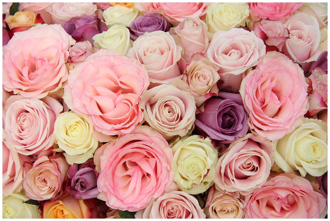 Фотообои Уютная стена "Бутоны разноцветных роз" 410х270 см Бесшовные Премиум (единым полотном)