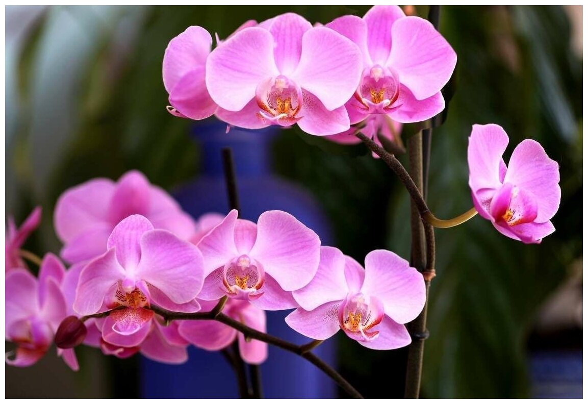 Удобрение JOY жидкое для орхидей 250 мл, Подкормка для стимуляции роста и цветения, Спрей для орхидеи, Подкормка питательная - фотография № 5