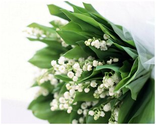 Семена Ландыш майский (Convallaria majаlis) 10 шт Комплект х2 распродажа! + подарок