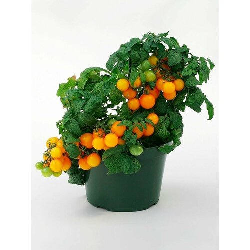 Томат горшечный оранжевый (лат. Solanum lycopersicum) семена 10шт + подарочек паслен желтый лат solanum villosum семена 25шт подарочек