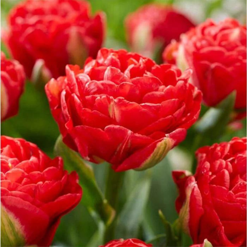 Луковицы цветов, Chipollino flowers, тюльпан PAMPLONA (5 луковиц)