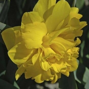 Нарцисс Double Gold Medal 5шт