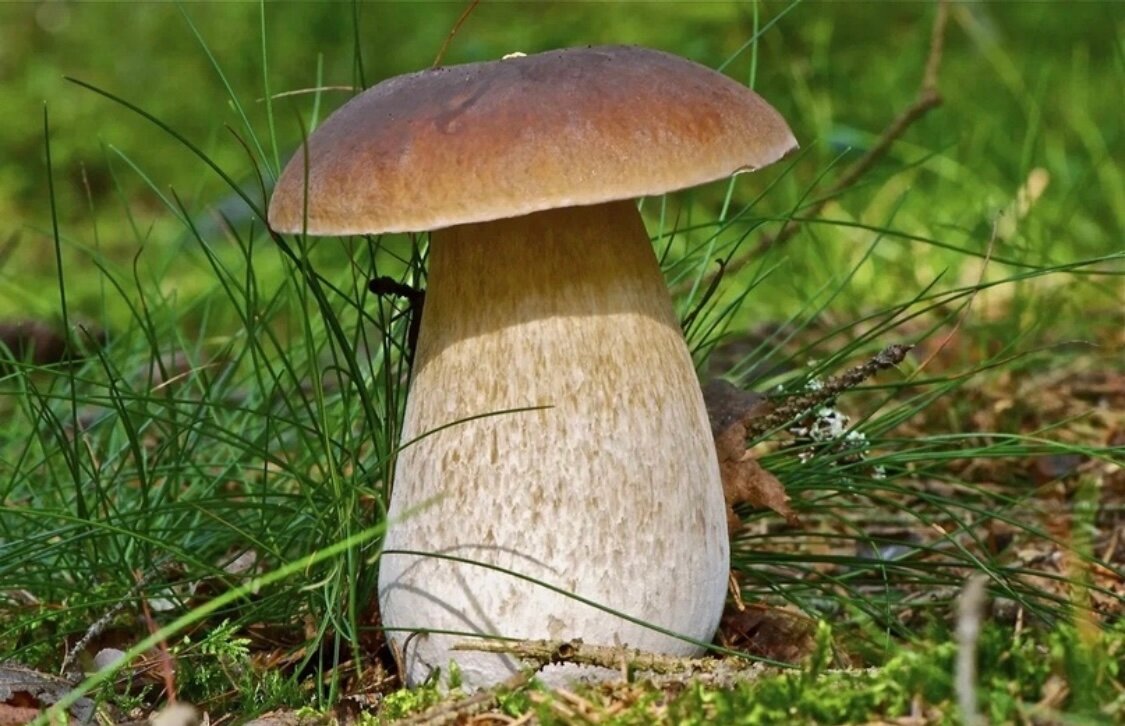 Мицелий белого гриба