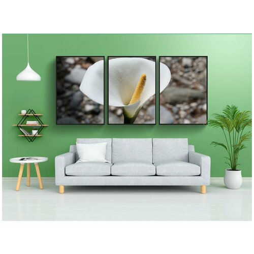 фото Набор модулных постеров для интерьера "калла, цветы, белый цветок" 60x90 см. в тубусе, без рамки lotsprints