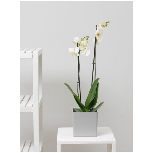 Орхидея фаленопсис 2 ствола 12 дм, цвет белый, высота 50-70 см в пластиковом кашпо 13,5 дм, комнатное растение