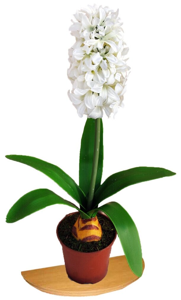 Искусственные цветы Гиацинт белый в горшке от бренда Holodilova