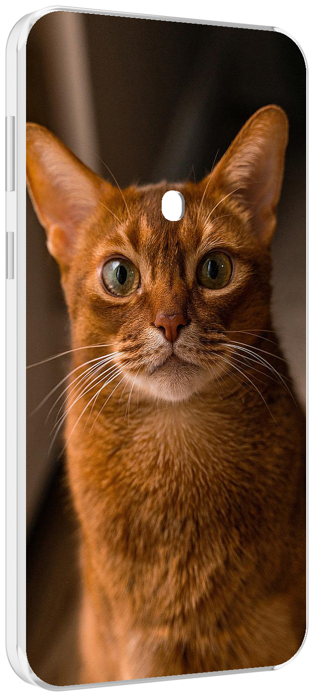 Чехол MyPads порода кошки абисинская для Meizu 16 Plus / 16th Plus задняя-панель-накладка-бампер