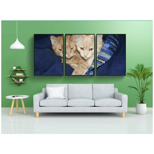 фото Набор модулных постеров для интерьера "кошки, домашние кошки, европейская короткошерстная" 60x90 см. в тубусе, без рамки lotsprints