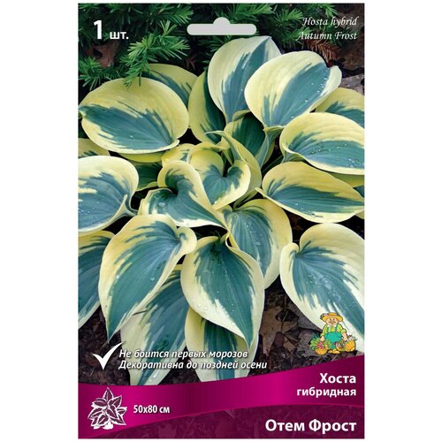 Хоста гибридная Отем Фрост