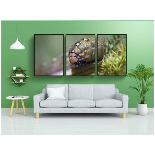 фото Набор модулных постеров для интерьера "гусеница, личинка, hyles euphorbiae" 60x90 см. в тубусе, без рамки lotsprints