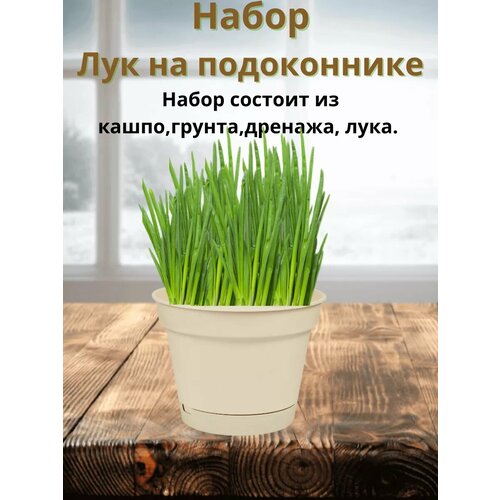 Набор ЛУК На Подоконнике 350₽