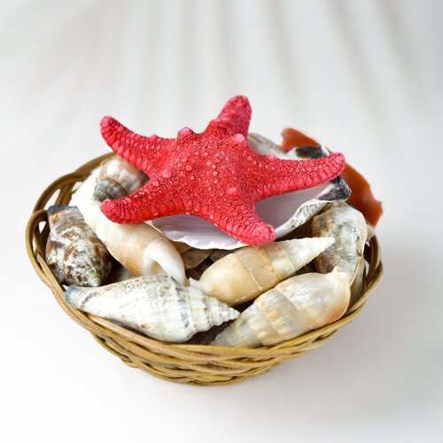 Комплект натуральных ракушек FANTASY в корзинке 10 см 345₽