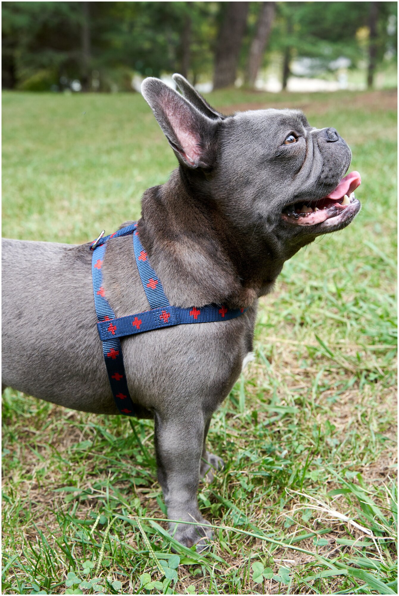 Шлейка для собак Japan Premium Pet эрго-анатомическая, серия DАISKI для особо сильных пород, цвет синий, размер L.