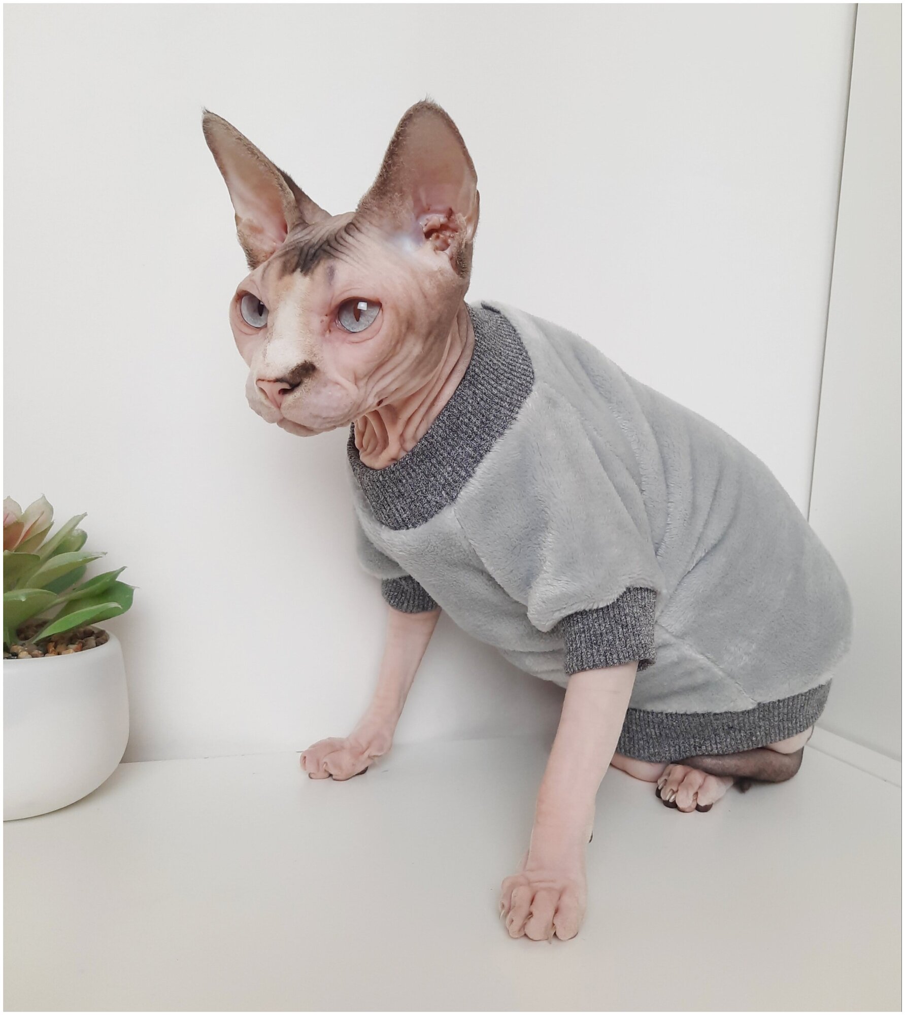 Толстовка, свитер, шуба для кошек сфинкс, размер 30 (длина спины 30см), цвет серый/ одежда для кошек сфинкс / одежда для животных - фотография № 7