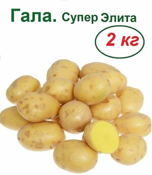 Картофель Гала, 2 кг, семенной, сорт устойчив к неблагоприятным погодным условиям, пользуется стабильным потребительским спросом, ценится кулинарами