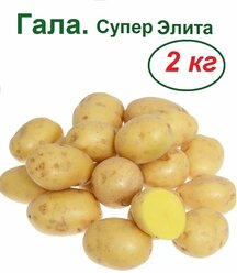 Картофель Гала, 2 кг, семенной, сорт устойчив к неблагоприятным погодным условиям, пользуется стабильным потребительским спросом, ценится кулинарами