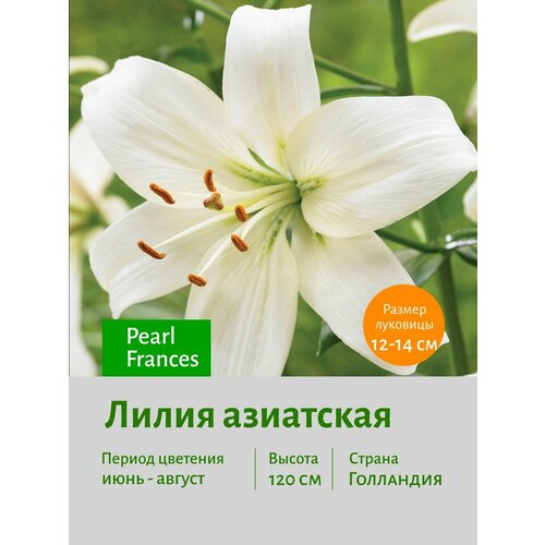 Лилия азиатская Тетраплоид Перл Франц (Pearl Frances) луковицы 5 шт