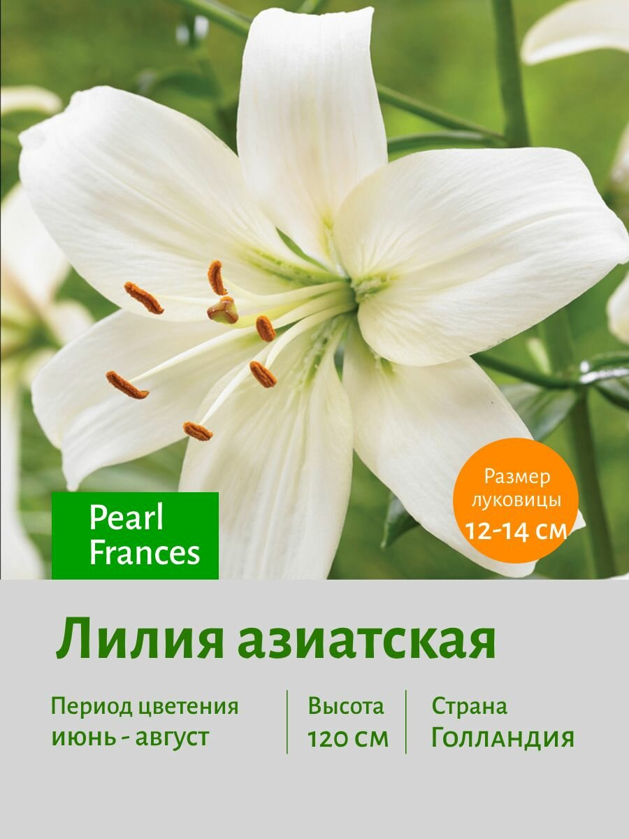 Лилия азиатская Тетраплоид Перл Франц (Pearl Frances) луковицы 2 шт