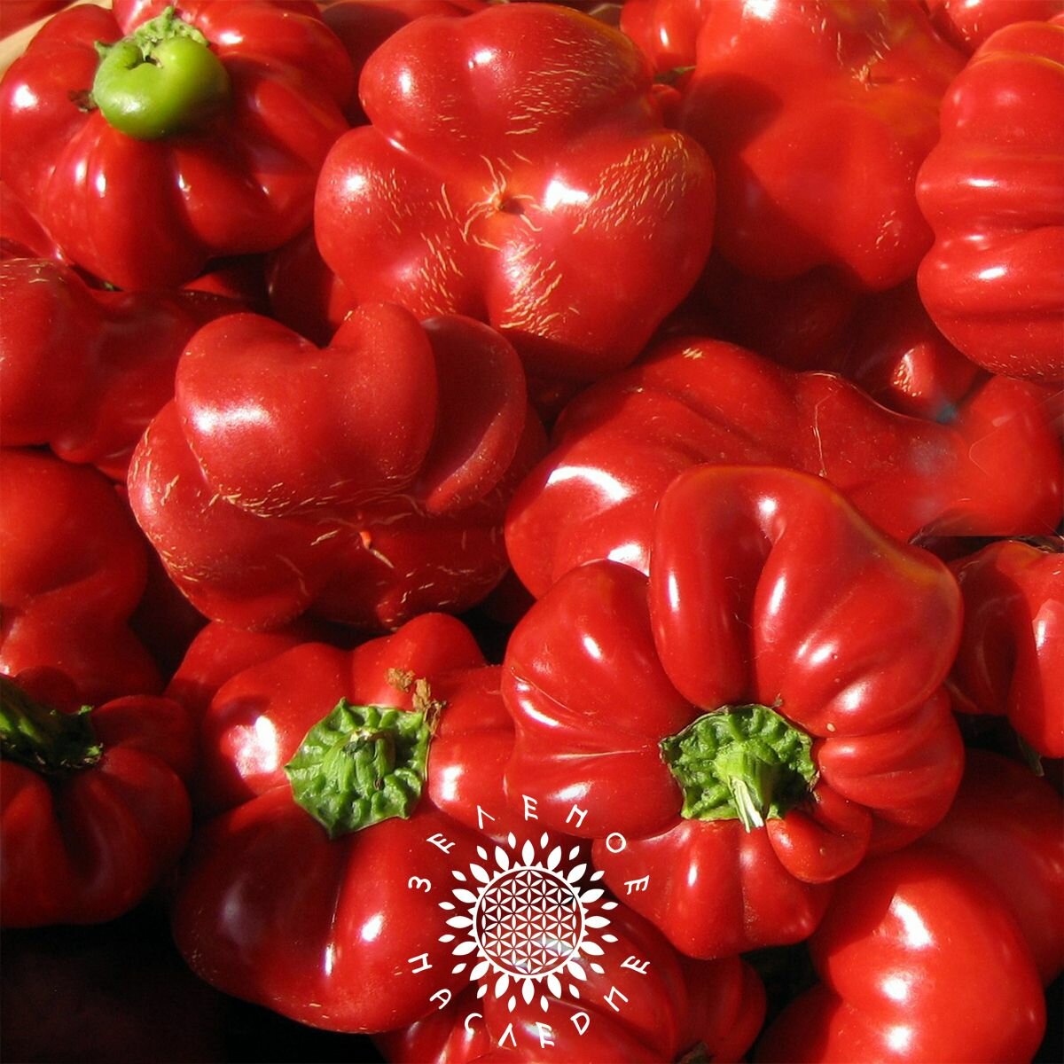 Семена Перец Pimento (лат. Capsicum annuum) 5шт от Green Legacy