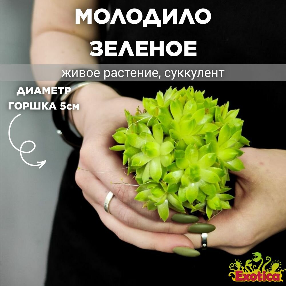 Суккулент Семпервивум или Молодило Зеленое (Sempervivum Green) D5см