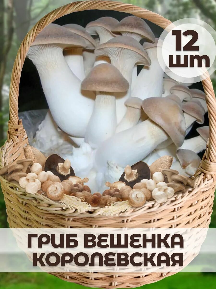 Мицелий гриба 