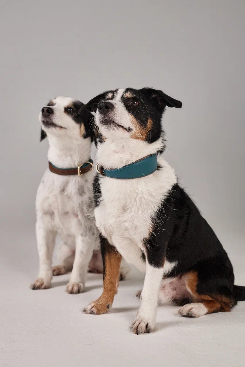 Ошейник POVOD Blue/Brown, натуральная кожа, для собак, прогулочный, цвет синий/коричневый, размер S-M — фото 1