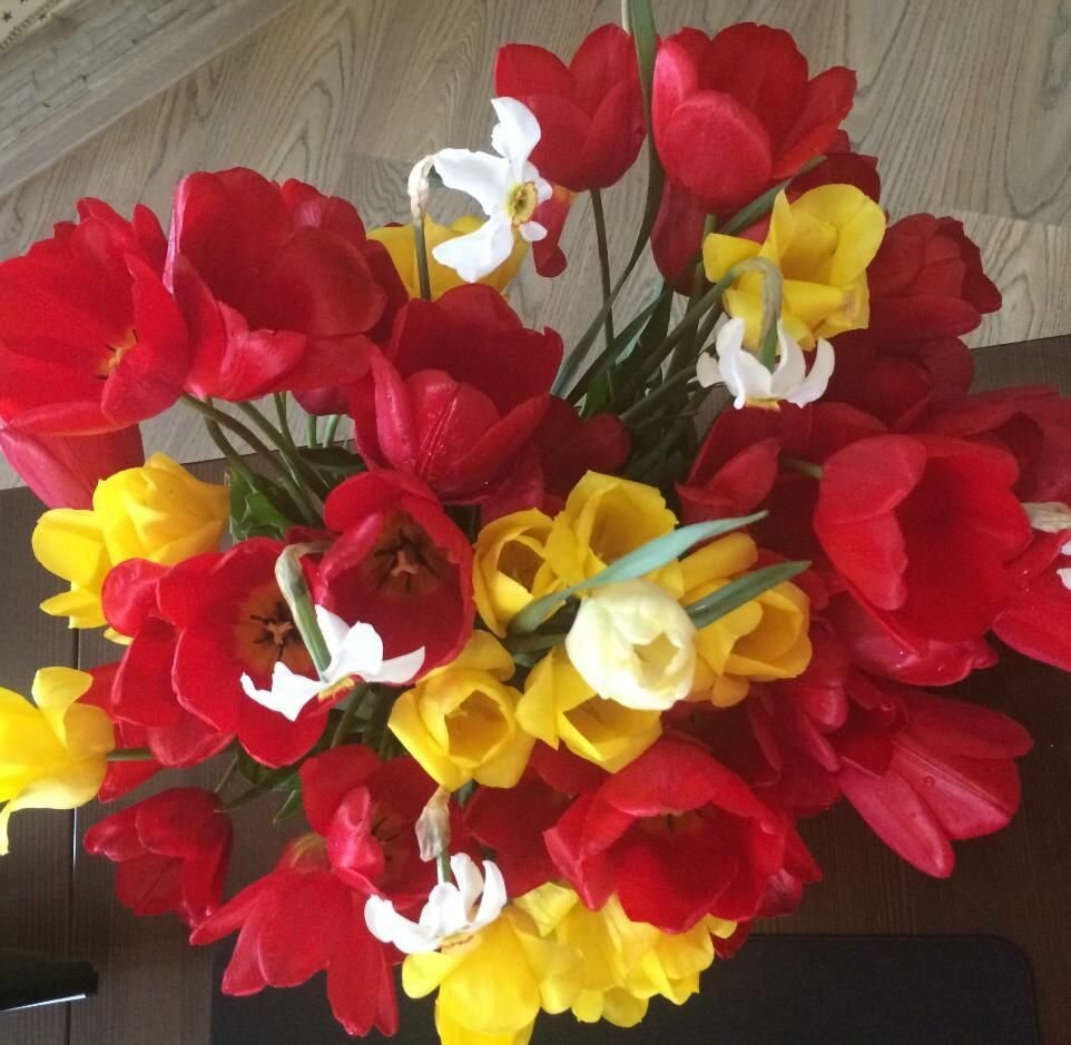 Луковицы тюльпанов Микс 15 штук + подарок 15 маленьких луковиц