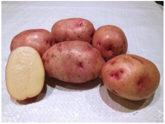 Семенной картофель для посадки Жуковский ранний 2 кг
