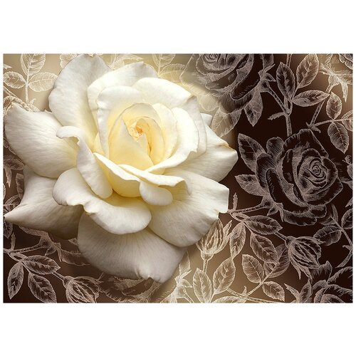 Белая роза - Виниловые фотообои, (211х150 см)