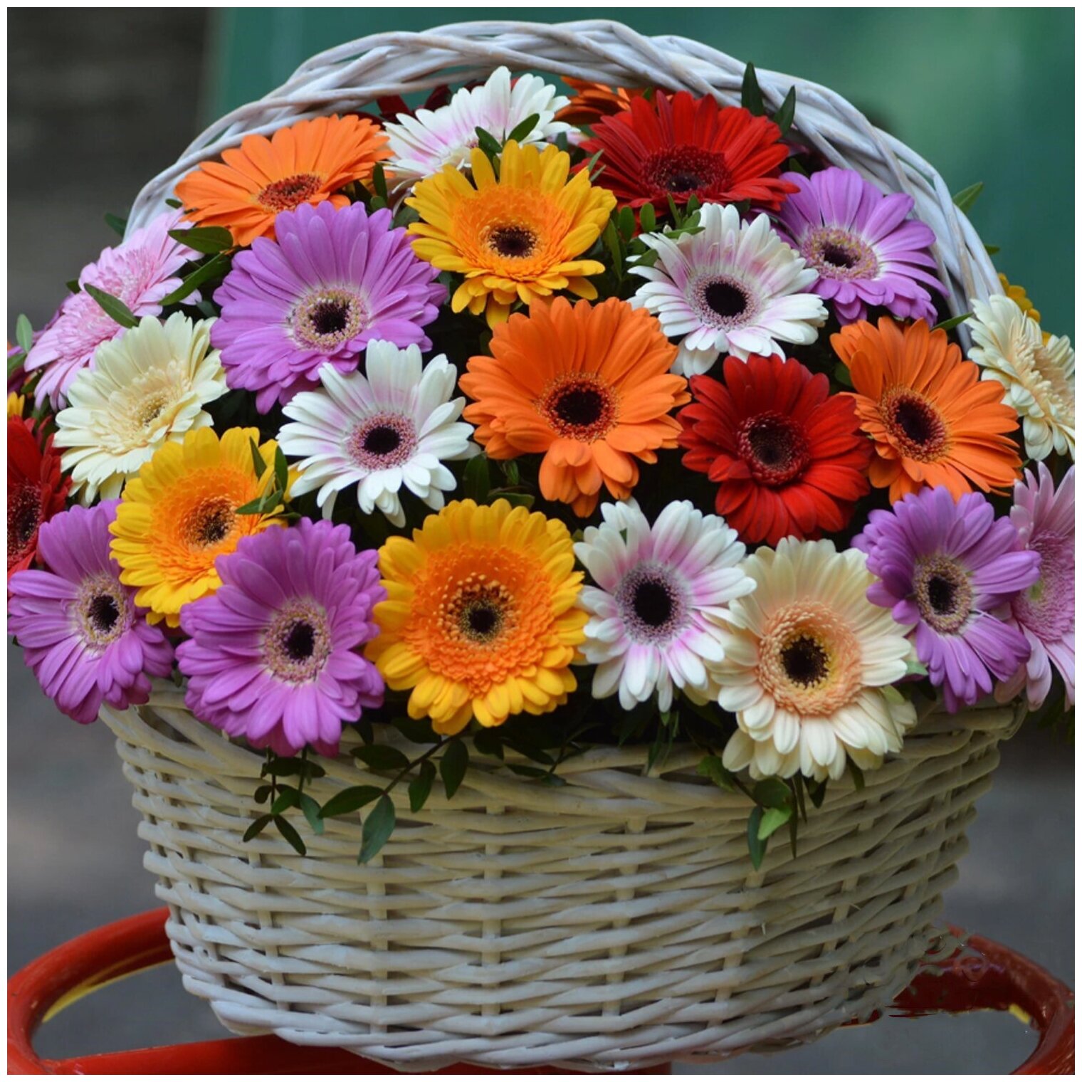 Цветы живые букет из 51 герберы мини в плетеной корзине