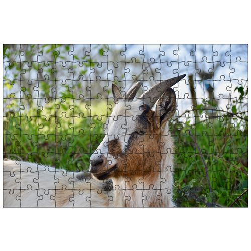 фото Магнитный пазл 27x18см."коза, козел, козел имеет рога" на холодильник lotsprints