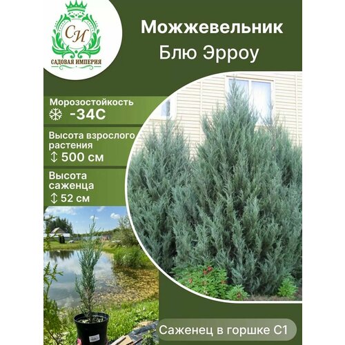 Можжевельник Блю Эрроу