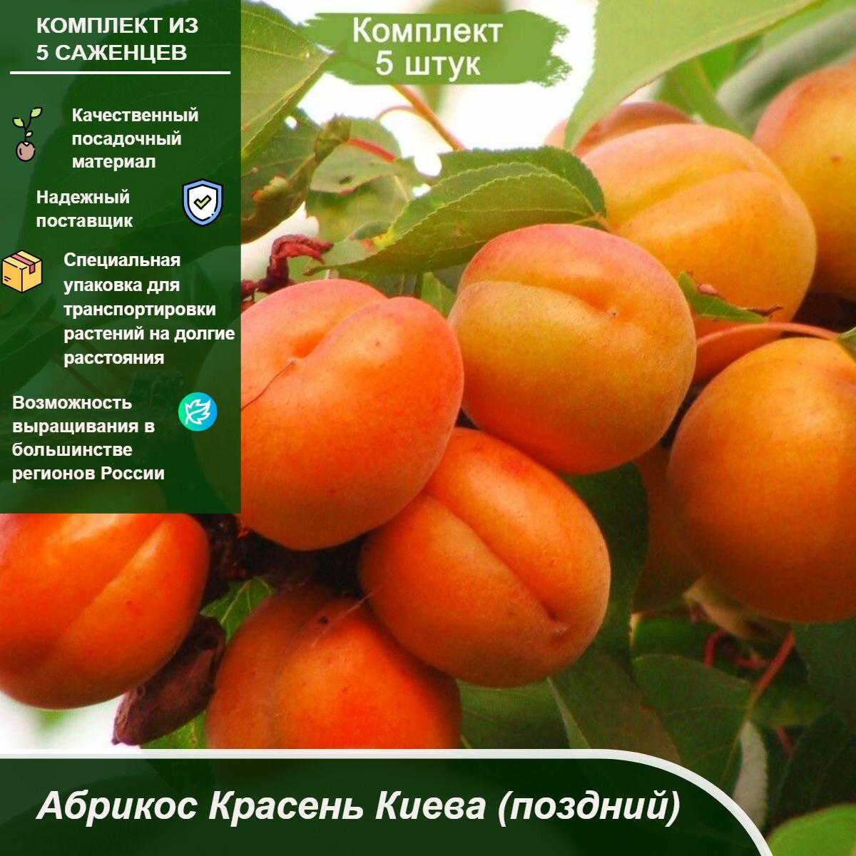 Спелые плоды абрикоса Краснощекий