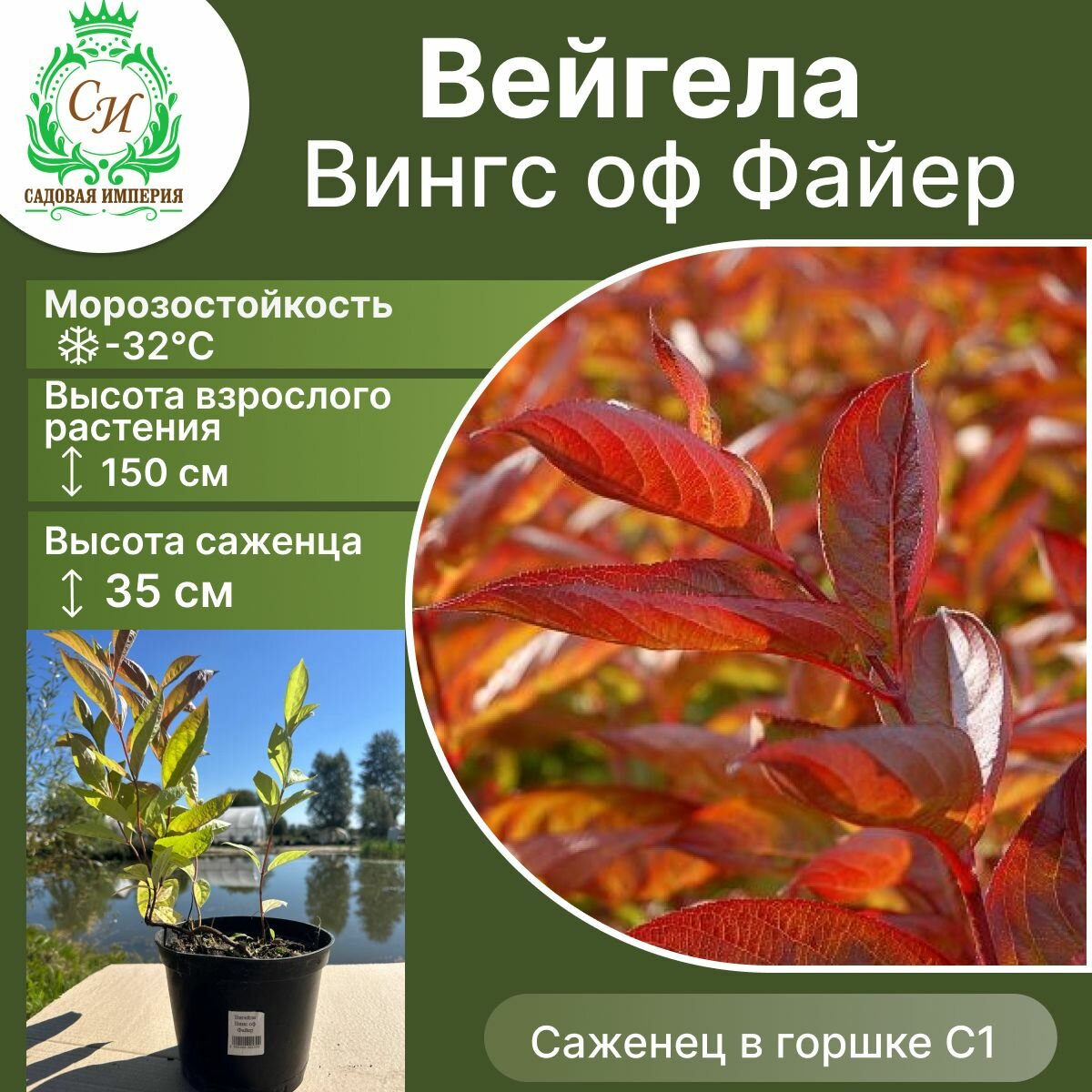 Вейгела Вингс оф Файер
