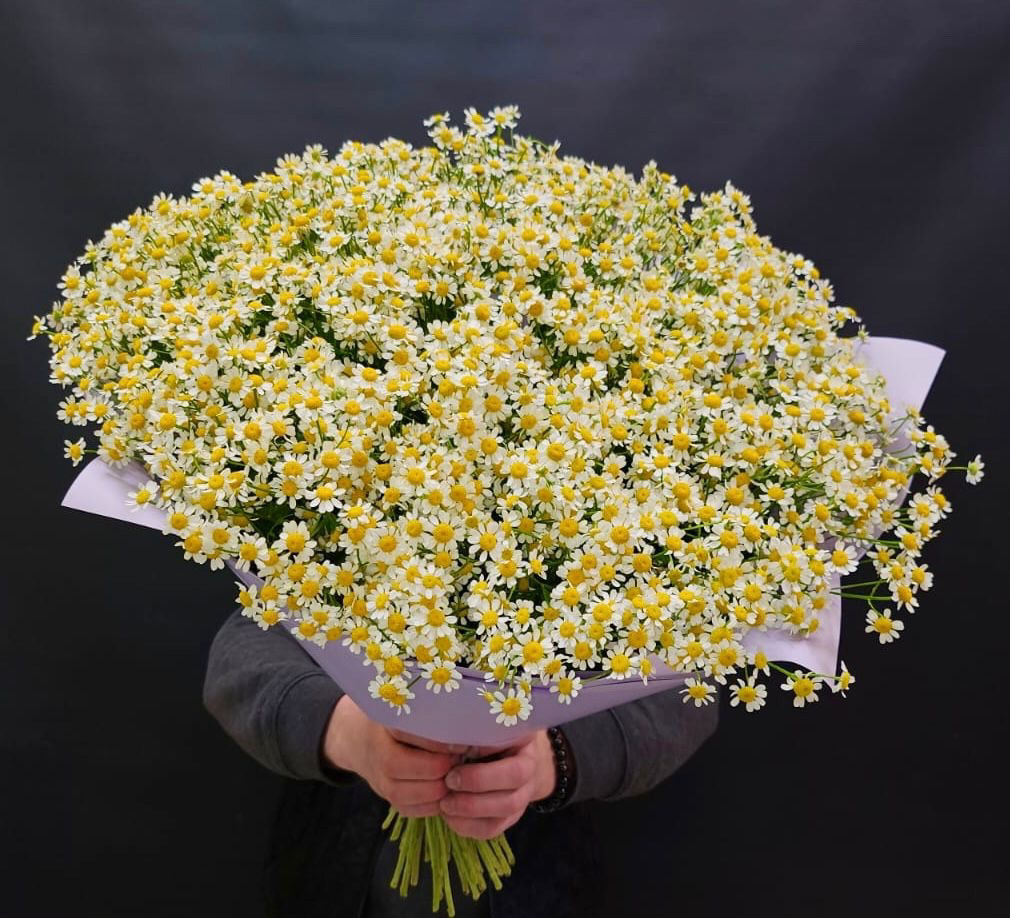 Большой букет нежных ромашек 51 шт