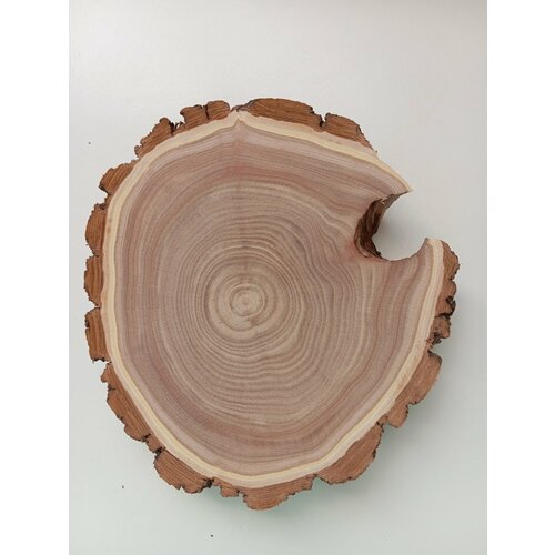 Спил дерева карагач, заготовка для поделок 20/18/3,0см