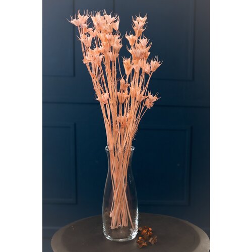 Сухоцвет Нигелла. Цвет светло-розовый.