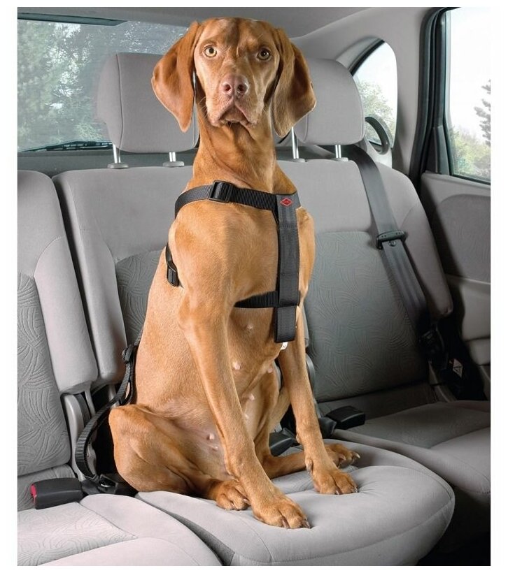 Ремень безопасности для собак EBI - фото №2