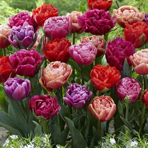 Тюльпаны махровые микс 15шт микс, разноцветный