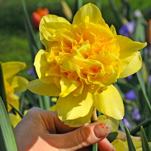 Нарцисс Дик Вилден (махровый), 1 упаковка (5 луковиц) — купить в ...