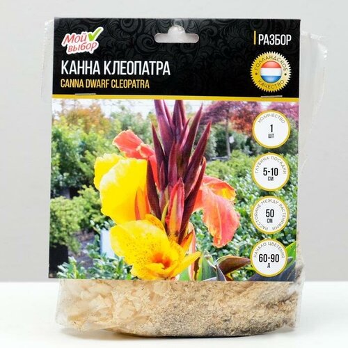 Канна Карликовая 