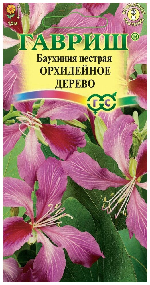 Гавриш, Баухиния Орхидейное дерево (пурпурная) 3 семени