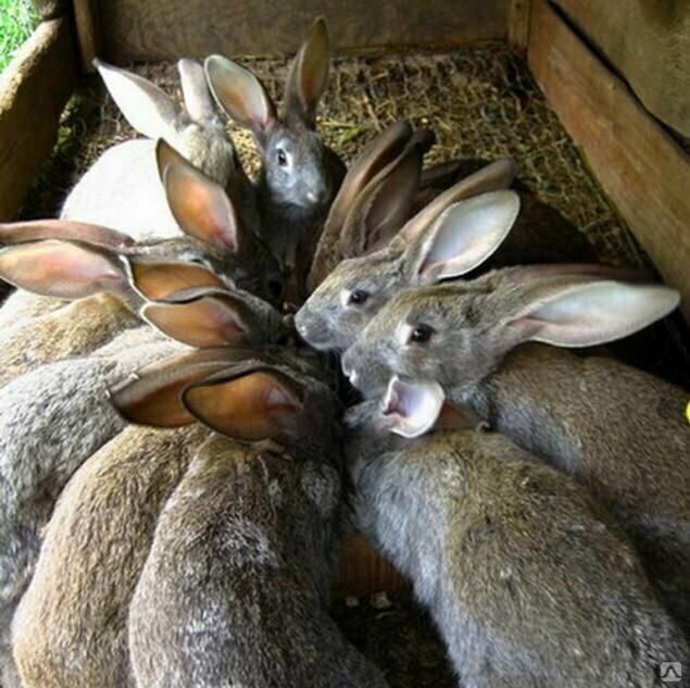 Комбикорм для кроликов универсальный Purina профи - фотография № 3
