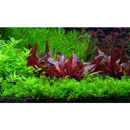 Альтернантера Розанервиг(Alternanthera sp. Rosanervig) 3 веточки