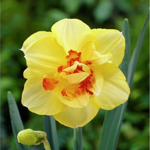 Нарцисс махровый техас 12/14 / 7 луковиц