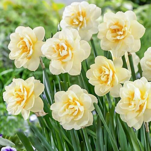 Нарцисс махровый мэнли 12/+ / 10 луковиц