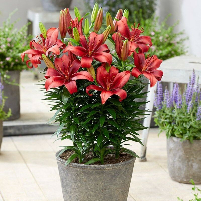 фото Лилия Салинеро (1 луковица). Holland Bulbs (Голландия).