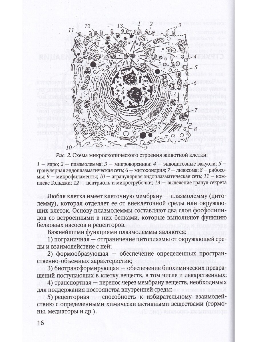 Основы медицинских знаний (анатомия, физиология, гигиена человека и оказание первой помощи) - фото №12