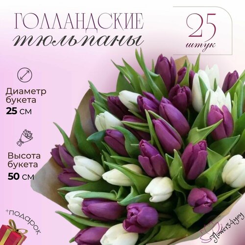 Букет из 25 белых и фиолетовых тюльпанов, Голландия, 40 см
